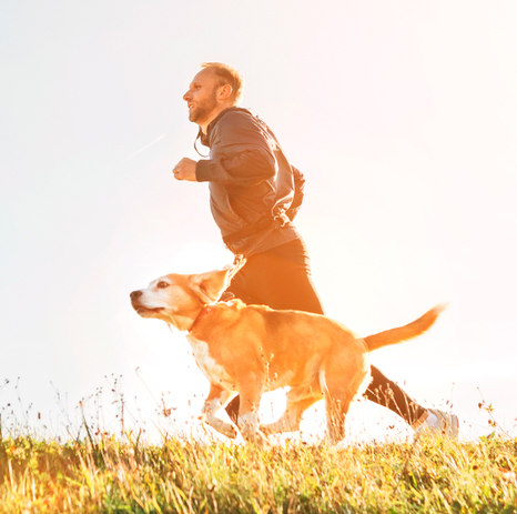 Diabetes-en-perros,-prevención Diabetes en mascotas