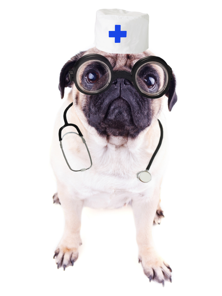 Funny,Dog,Dressed,As,A,Doctor.,Pug,With,Glasses,,A Diabetes en mascotas