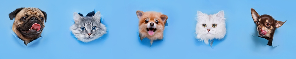 Funny,Gray,Kittens,And,Smiling,Dogs,On,Trendy,Blue,Background. Diabetes en mascotas