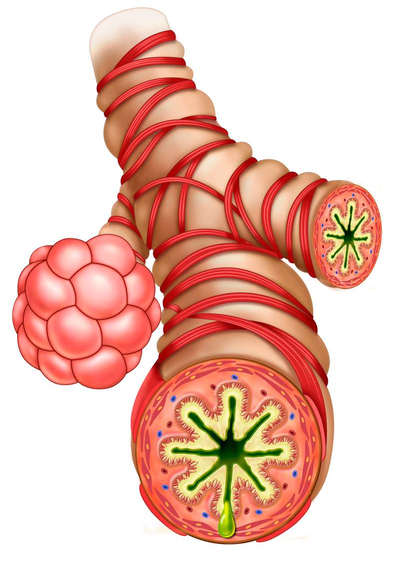 shutterstock_1357052156 MEDICAMENTOS PARA EL ASMA